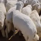 طليان حري جذعان