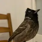 فحل بلبل كشميري