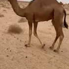 قعود احمر للبيع