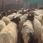 طليان نعيم للبيع