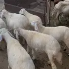 سبع رخال كفو