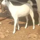 تيس وجفره بلدي ع الشرط شحم متوفر تابي وتمارا