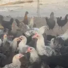 دجاج فيومي واسود صك عمر 4 اشهر
