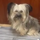 كلب للتبني
