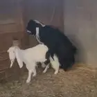 تيس عارض بالاحساء