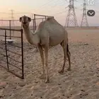 قعود على ولد هداج الثقفي