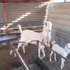 عنز متبع