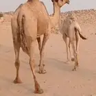 عشرا شعلا تحتها بكره