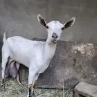 ماعز