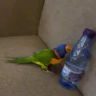 بغبغاء لوري اليف