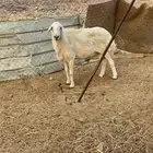 طلي فحل حري مشروط