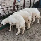 طليان مذابح