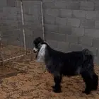 تيس عارضي للبيع