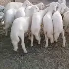 14 من البهم كفو