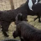 جفار ذبائح ثلاجه