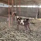 ماعز