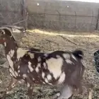 ماعز