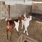 ماعز