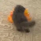 قط شيرازي للبيع