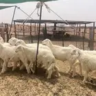 عرضين ذبايح حريات طيبه