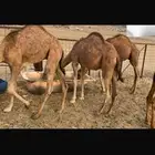 قعدان