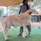للبيع فحل حري مشروط