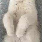 قط لتبني