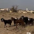 7 معزا حليب معا فحلها وشرط الموقع الرين