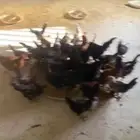 دجاج بلدي عمر 5 اشهر