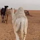للبيع حشوان على امهاتها طيبه بالخرج