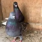 3 اجوز حمام لوت دم صافي وقوي