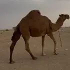 ناقه ملاقي كفو مشروطه من جميع العذاريب