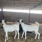 جفار صنف
