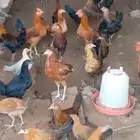 دجاج بشاير بلدي وشبابي