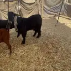 تيس عارضي فحل ثني