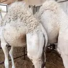 حشو
