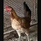 دجاجه عربيه فريه