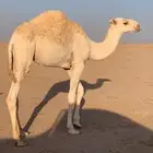 قعود للبيع