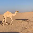 بكره للبيع