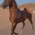 حصان شعبي كفو