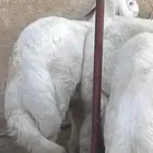 طليان ذبايح وبهم للبيع