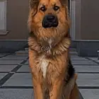جيرمن شبرد
