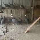 للبيع دجاج حبشي