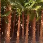 نخل الواشنطونياء الزينة
