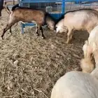 تيس هجين وعل