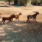 معزا عدد 16 دهم حمر للبيع حد 320