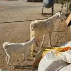 -- عنز مصريه --