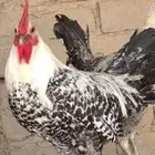 ديوك طيبه حيل حيل