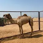 قعود علا شاهين الحوات الهرش