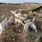 تيوس يمنية نظيفة وطيبه